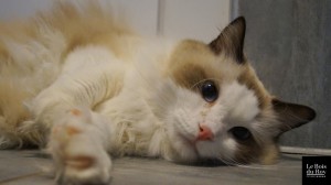 Idryss, un chat Ragdoll qui se prélasse sur le sol chauffant durant sa séance "contact"