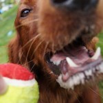 Bo, un Setter Irlandais qui ne vit que pour sa balle durant sa séance jeux !