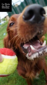 Bo un Setter Anglais tout baveux qui attend sa balle durant sa séance "jeux"