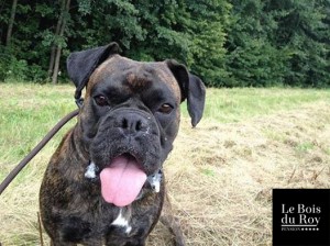 Falkon, un boxer qui prend la pose pour la photo durant sa promenade en forêt