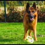 Gibbs, un Berger Allemand drogué du ballon pour sa séance jeux !