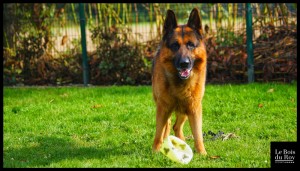 Gibbs un berger allemand qui attend qu'on joue avec lui au ballon durant sa séance "jeux"