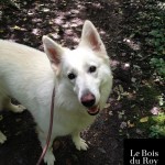 Guibson, un beau Berger Blanc Suisse qui profite à fond de sa promenade en forêt