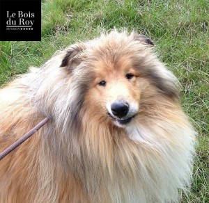 Hamlet, un colley qui sourit en grimaçant pour montrer qu'il est content durant sa promenade en forêt