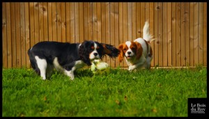 Heidou et Shendou, deux petites Cavaliers King Charles qui jouent au ballon durant leur séance "jeux"