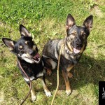 Hera et Gold berger allemand et croisé en promenade forêt