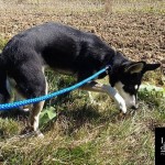 Léa, croisé Husky, qui adore aussi chasser les mulots en promenade forêt