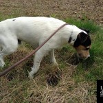 Zappa, un Parson apprenti chasseur de mulots lors de ses promenades en forêt...