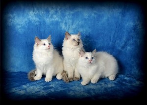 3 chatons ragdoll
