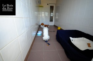 Chambre avec cour avec un bichon jouant dans sa partie intérieure.