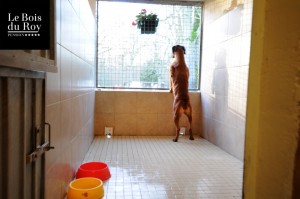 Chambre avec préau avec un boxer qui guette le parking.