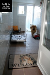 Chambre avec cour, un colley dans la partie intérieure qui regarde vers sa cour