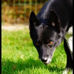 Ben, le croisé Husky qui a endossé le rôle du chanteur de la pension !