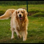 Une chouette Golden Retriever avec un caractère au top, voici Dana !