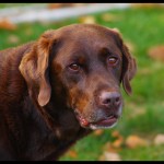 Ermès, un gentil Labrador chocolat pour les gourmands !