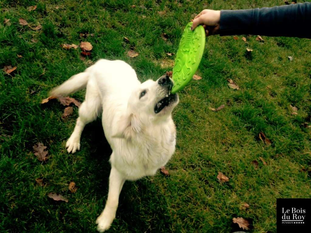 Heidi golden retriever seance jeux le bois du roy 20.11.14