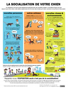 Image Doggie Drawings expliquant les bases d'une bonne socialisation