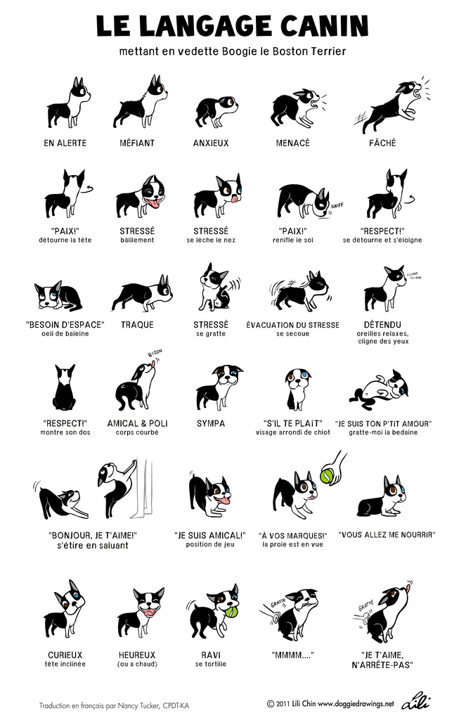 dessin de Doggie Drawings expliquant les différents codes de langage des chiens