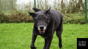 Anjie, un croisé labrador en enclos qui vient vers l'objectif