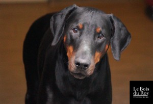 Cisko, un doberman très attachant qui regarde l'objectif la tête penchée