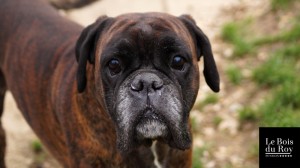 César un boxer plus tout jeune qui quémande des câlins durant sa promenade du midi en enclos