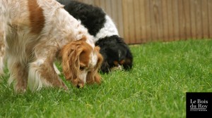 Dipsy et Féline, deux copines, l'une épagneul et l'autre cavalier king charles reniflant l'herbe de l'enclos