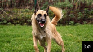 Hyona, une croisée malinois remplie d'énergie