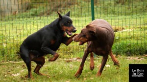 Isis et Brazza 2 dobermans qui jouent en enclos