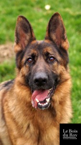 Lucky, un berger allemand qui guette le photographe pour jouer au ballon dans son enclos