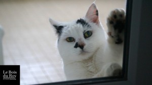 Pitoue, une petite chatte qui a ses pattes contre la vitre de la porte de sa Chambre avec Fenêtre