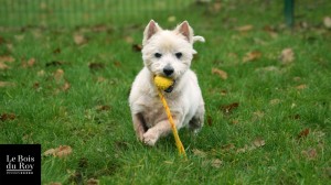 Ugo, un westie qui profite de l'enclos avec son jouet dans la gueule