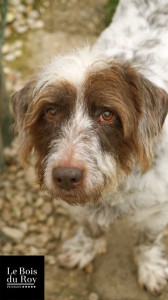 Bob, un croisé griffon de 13 ans qui boude l'objectif !