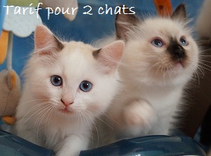 Le Bois du Roy - Tarifs pour 2 chats