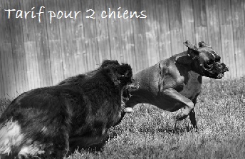 Le Bois du Roy - Tarifs pour 2 chiens