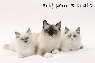 Le Bois du Roy - Tarifs pour 3 chats