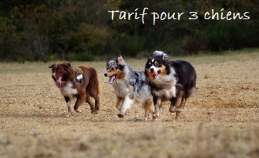 Le Bois du Roy - Tarifs pour 3 chiens