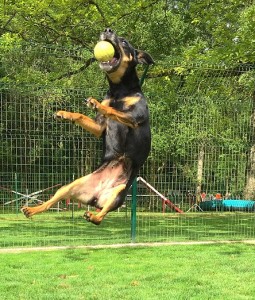 jeu de balle d'un chien en pension